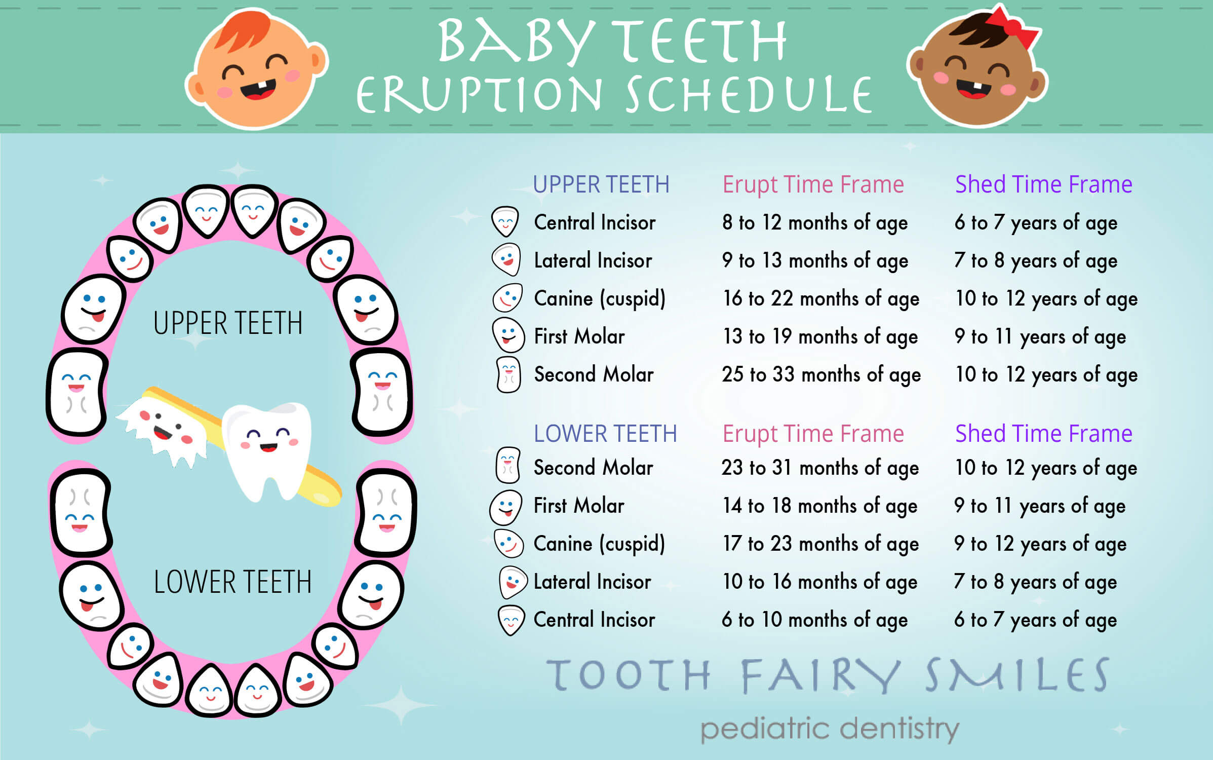 Teeth Eruptions—baby And Permanent Teeth Timeline Tooth Fairy Smiles