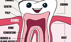 Tooth Anatomy