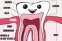 Tooth Fairy Smiles Blog Image Learn the Anatomy of a Tooth