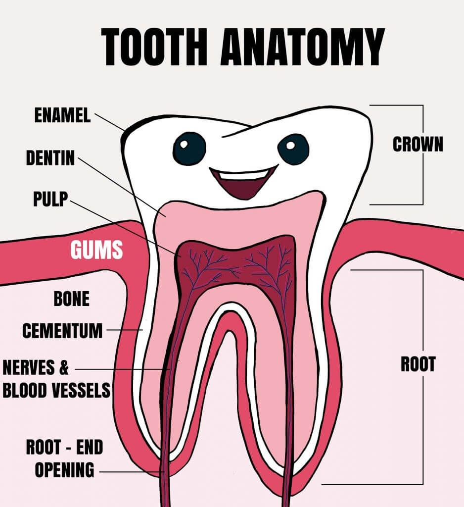 Tooth Fairy Smiles Tooth Anatomy