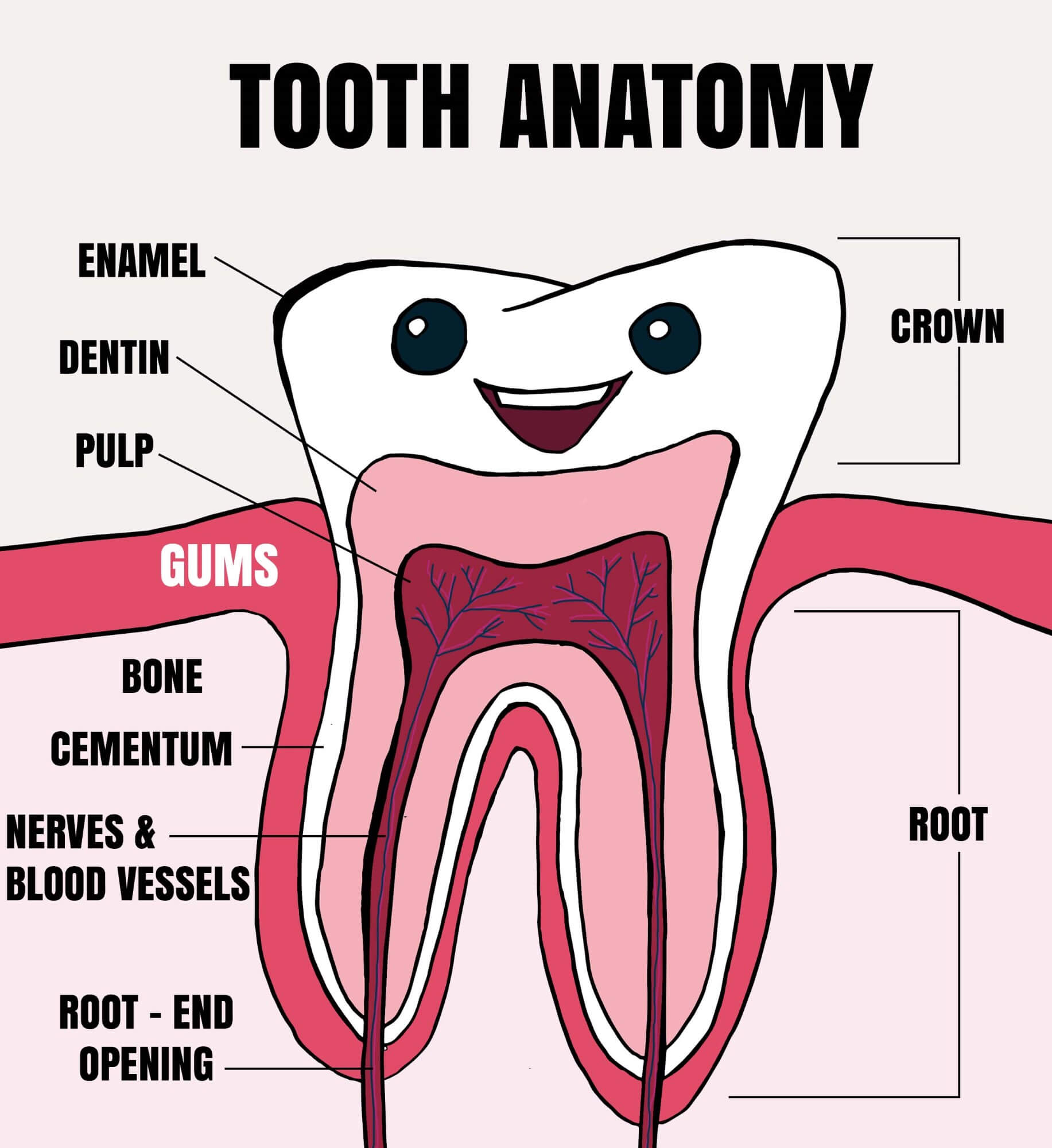 Acquire Parts Of Mouth And Teeth Free Vector