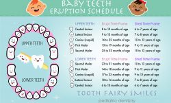 Teeth Eruptions—Baby and Permanent Teeth Timeline