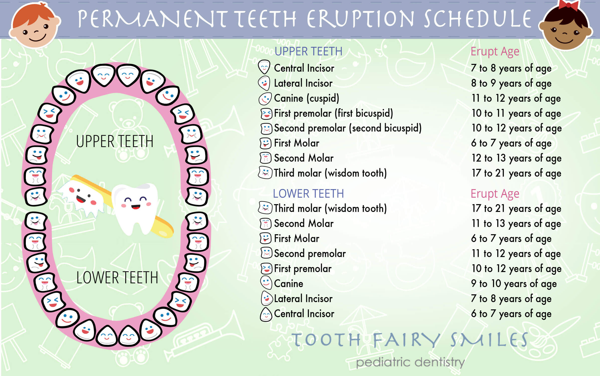 Teeth Eruptions—baby And Permanent Teeth Timeline Tooth Fairy Smiles