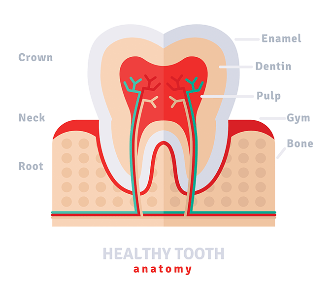 prevent enamel erosion feature